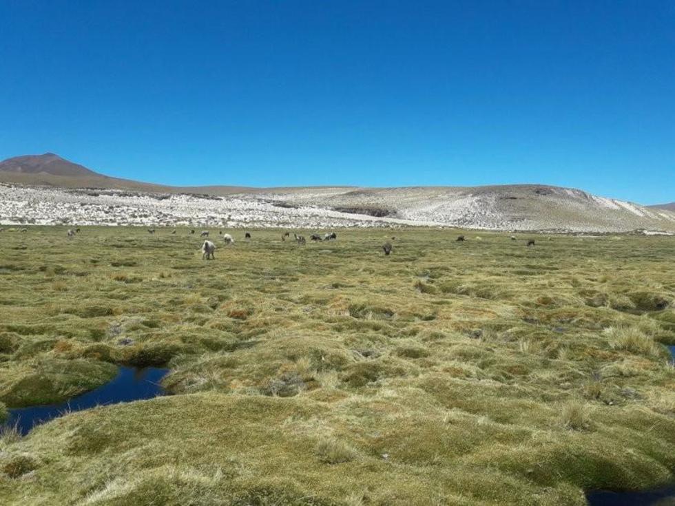 Anuncian estudio de aguas de Sacaya que van a Chile 