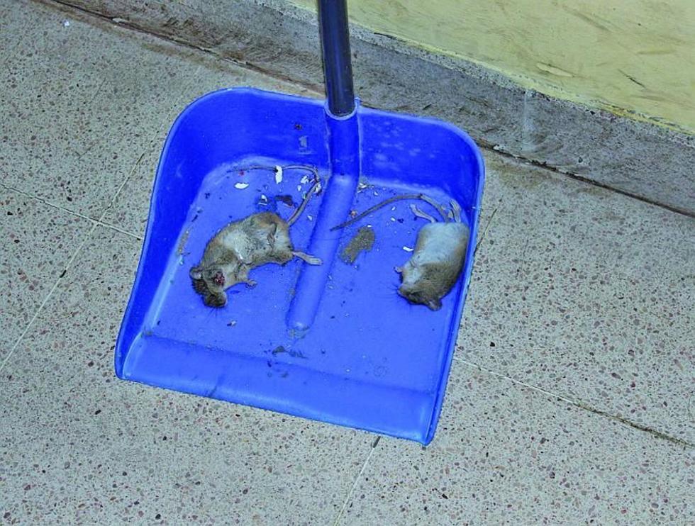 Sedes elimina ratones de escuelas y domicilios