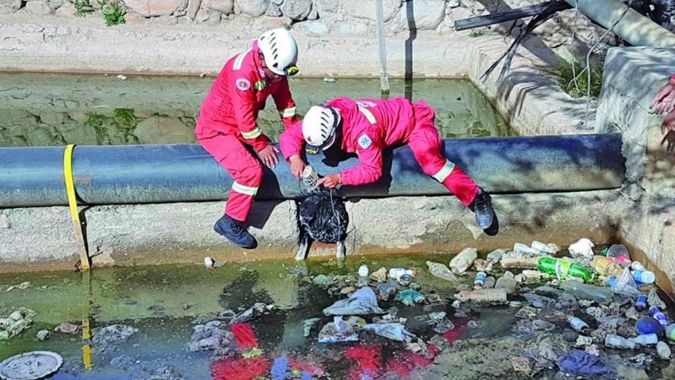 Rescatan a perro de un estanque de agua
