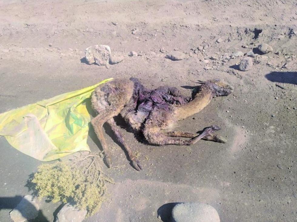 Arrestan a ebrios que arrollaron a una vicuña
