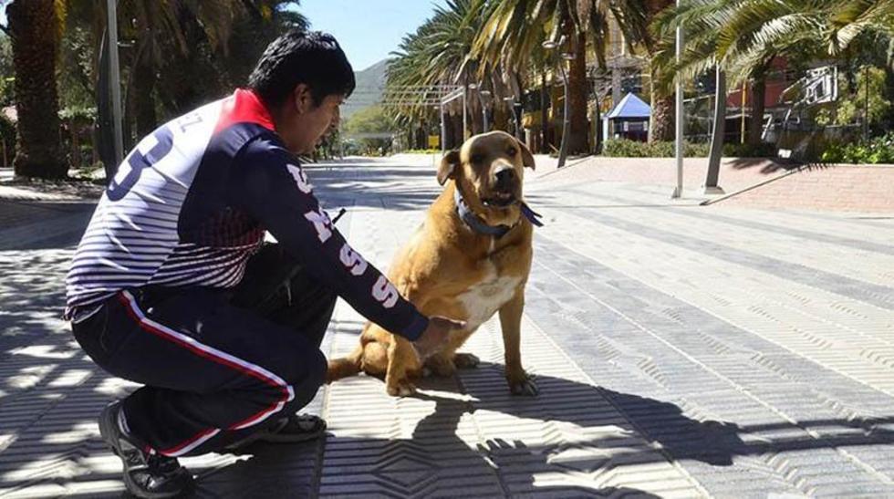 Guardianes caninos cuidan la universidad