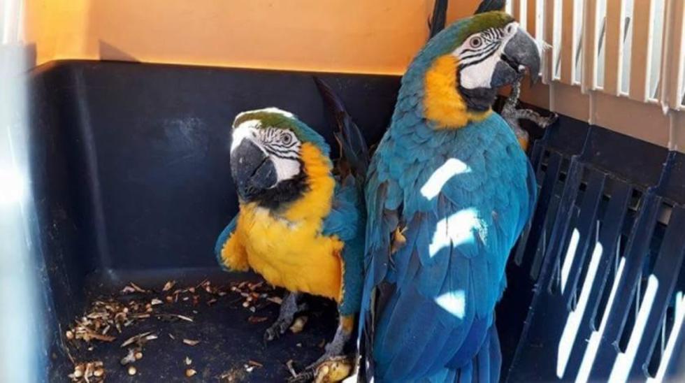 Rescatan a animales  silvestres de domicilios