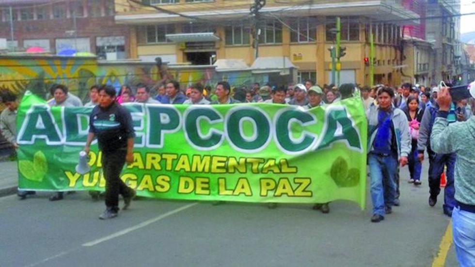 Gobierno advierte erradicar cocales en Los Yungas