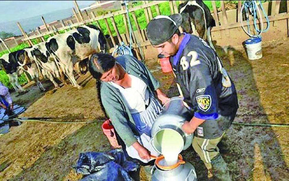 Santa Cruz: lecheros pierden 20.000 litros de leche al día por la sequía