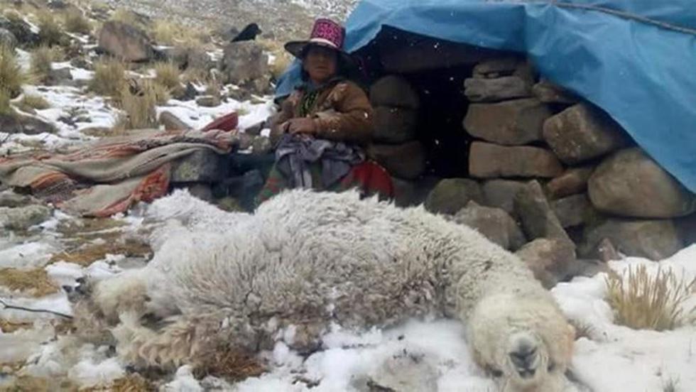 Pierden miles de cabezas de ganado por la nevada