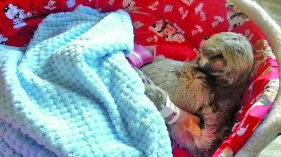 Cochabamba: tras cirugía, perezoso Pancho está en observación médica