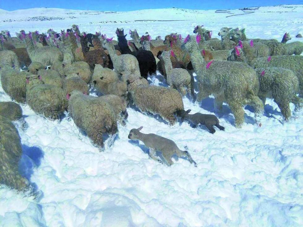 Existen 5.800 animales en riesgo por la nevada en tres departamentos