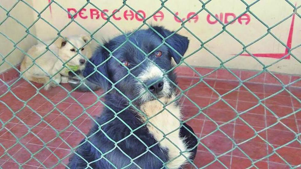 Reportan 18 casos de  rabia solo en la ciudad