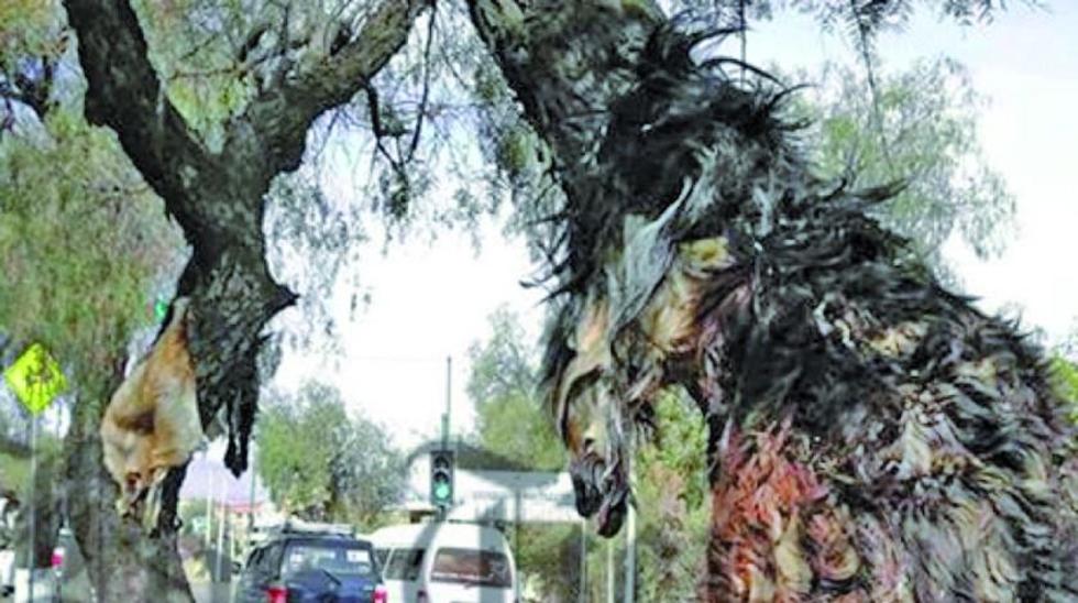 Indagan presunto biocidio tras encontrarse pieles de perros en un árbol