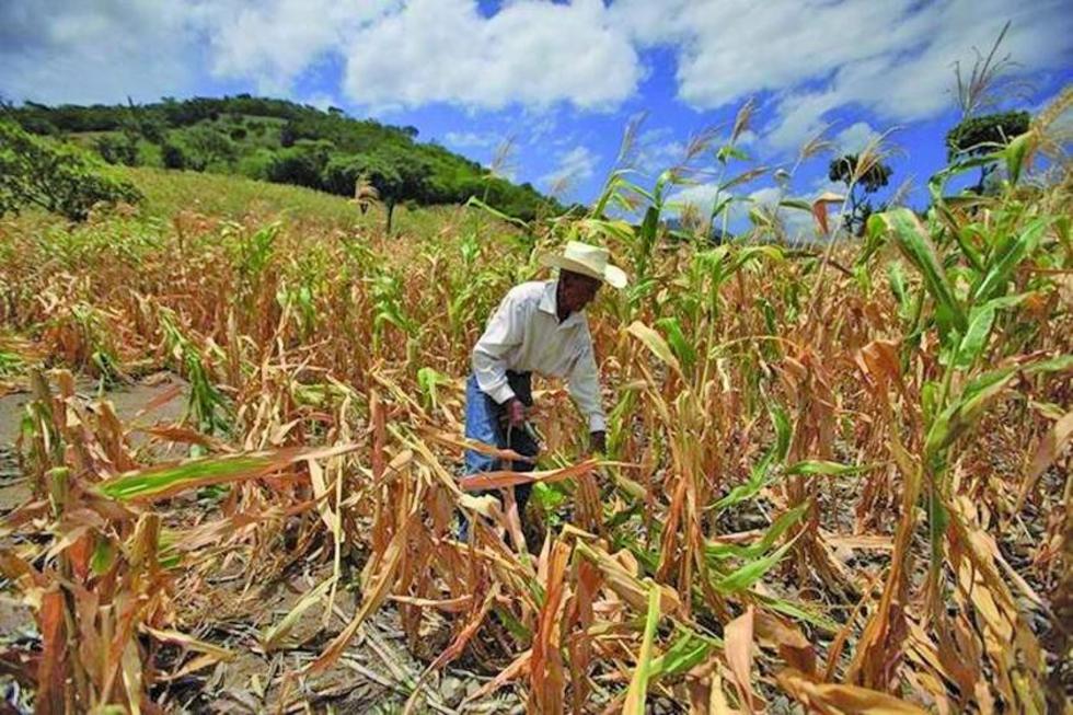 Sequía dañó el 80 % del maíz y fríjol en el oriente de Guatemala