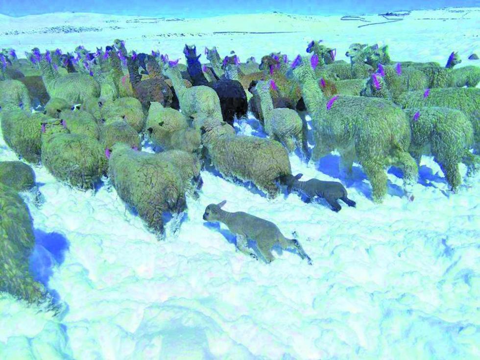 Reportan que nevadas y heladas afectaron a cerca de 5 mil camélidos
