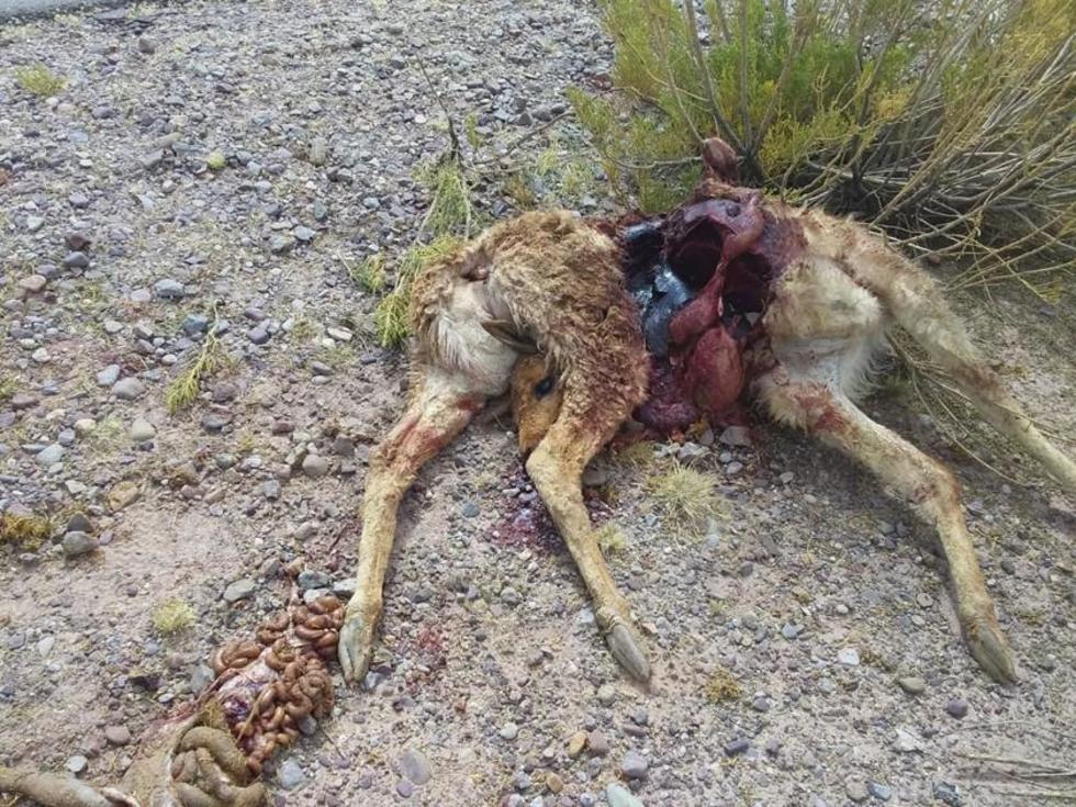 Alemán mata a una llama y casi muere él tras volcarse