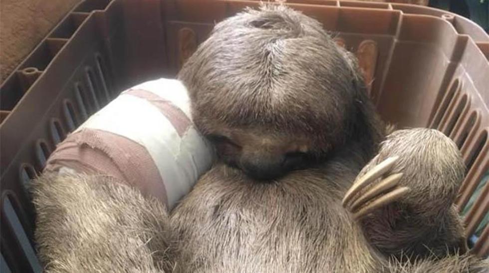 El oso perezoso Pancho fallece por una meningitis