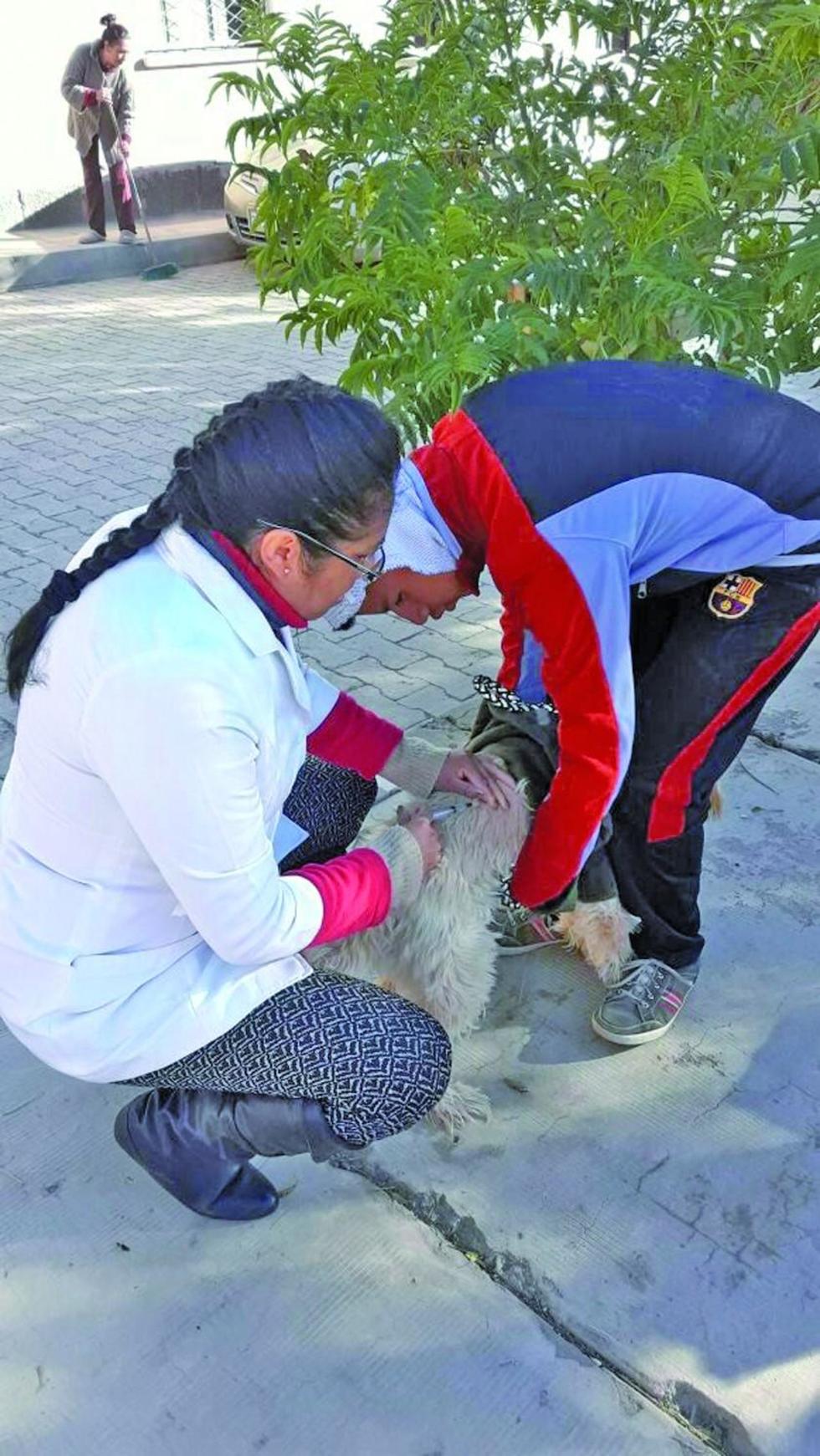 Casos de rabia canina en la ciudad ya son 27 y supera los seis de 2017
