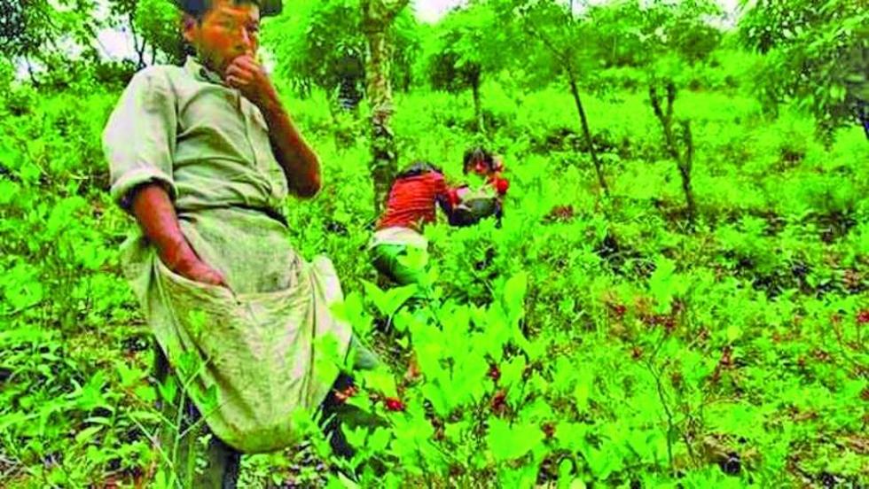 Advierten que cultivos de coca sobrepasan la línea roja del Tipnis