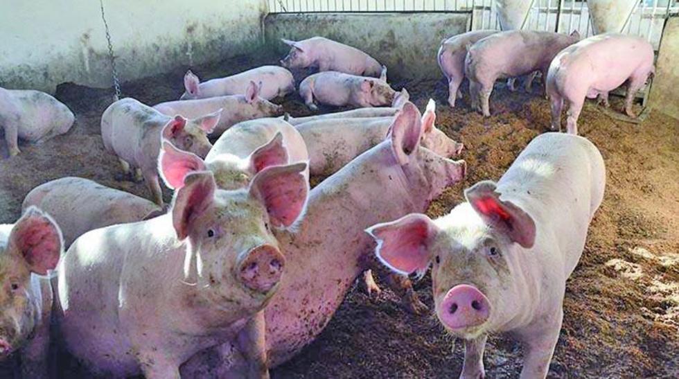 Sector agropecuario prevé un cuarto año de pérdidas