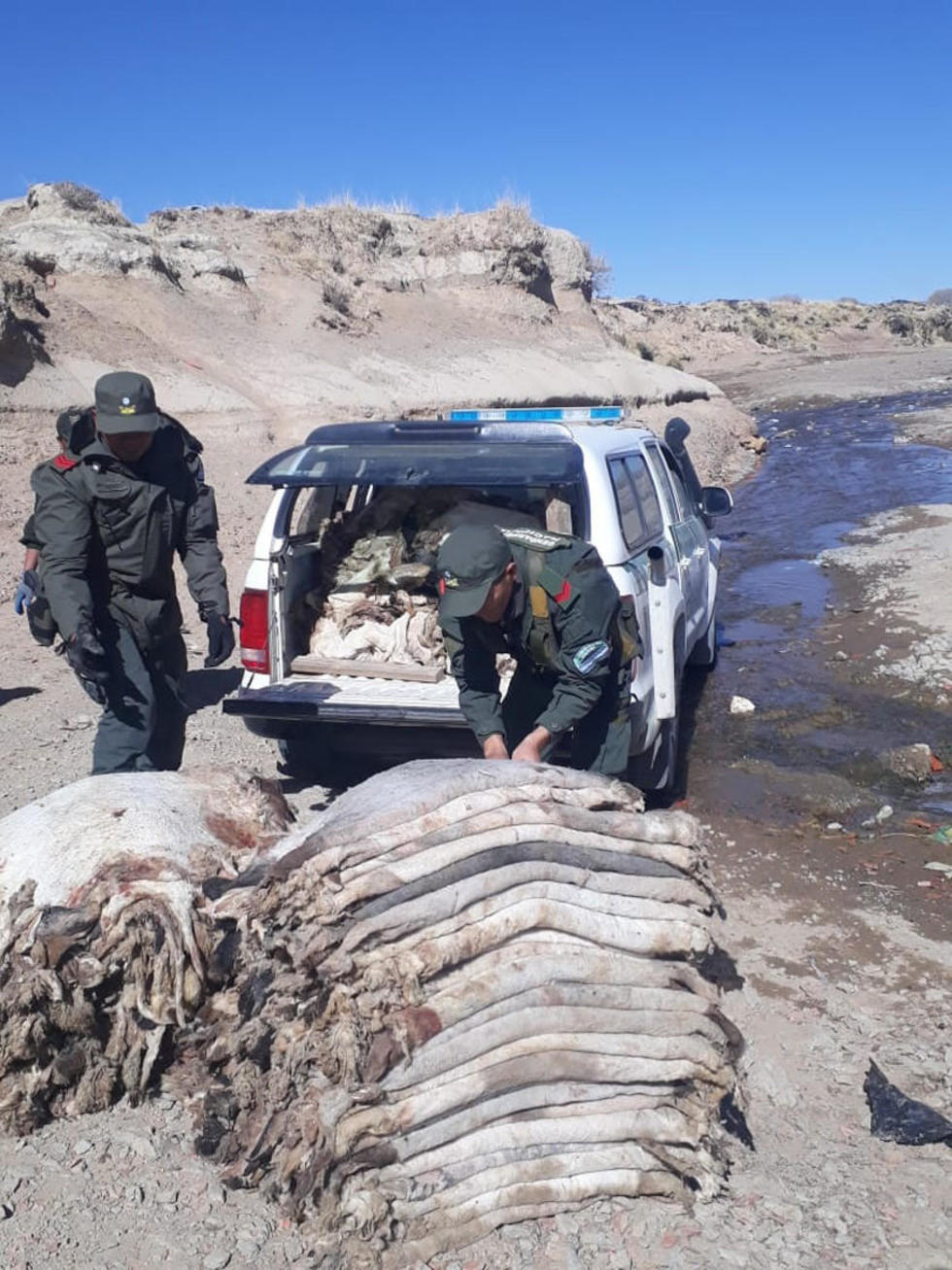 Incautan un millar de cueros de ganado ovino en frontera