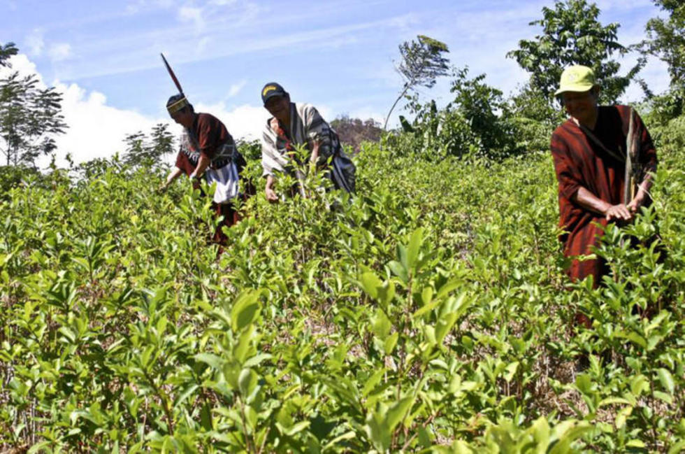 ONU constata crecimiento imparable de cultivos ilícitos en Colombia