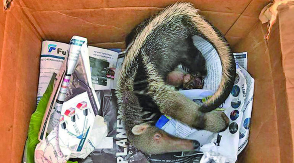 Bebé de un oso hormiguero sobrevive a un incendio