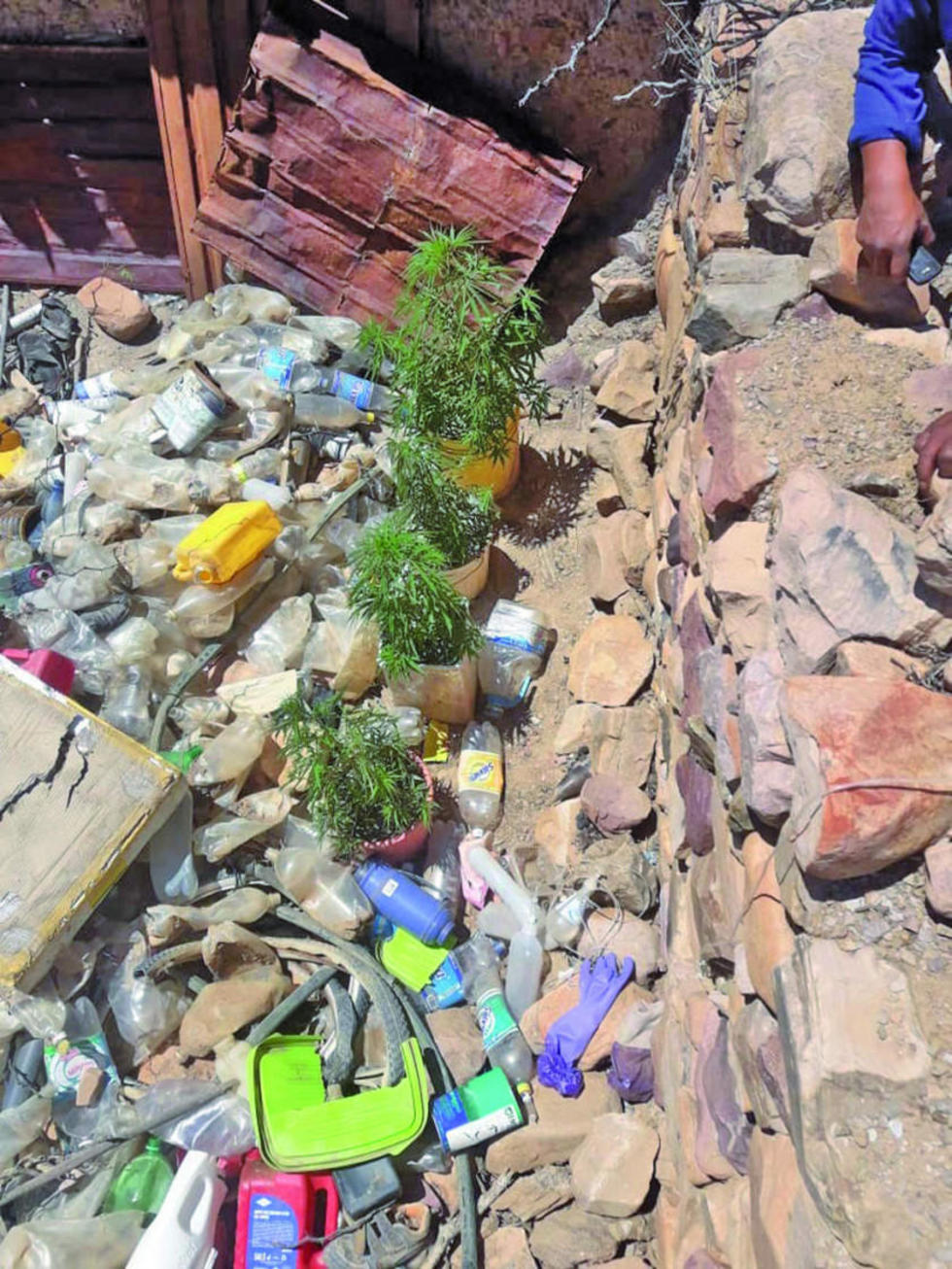 Hallan plantaciones de cannabis en un basural