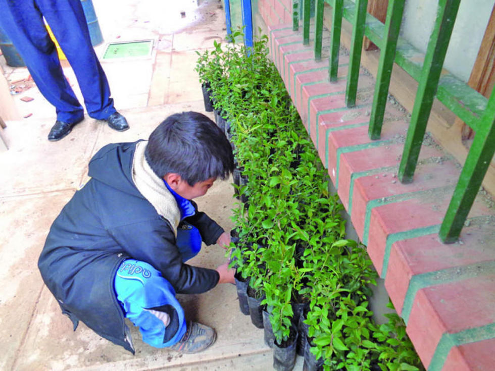 Organizan la plantación de dos mil plantines