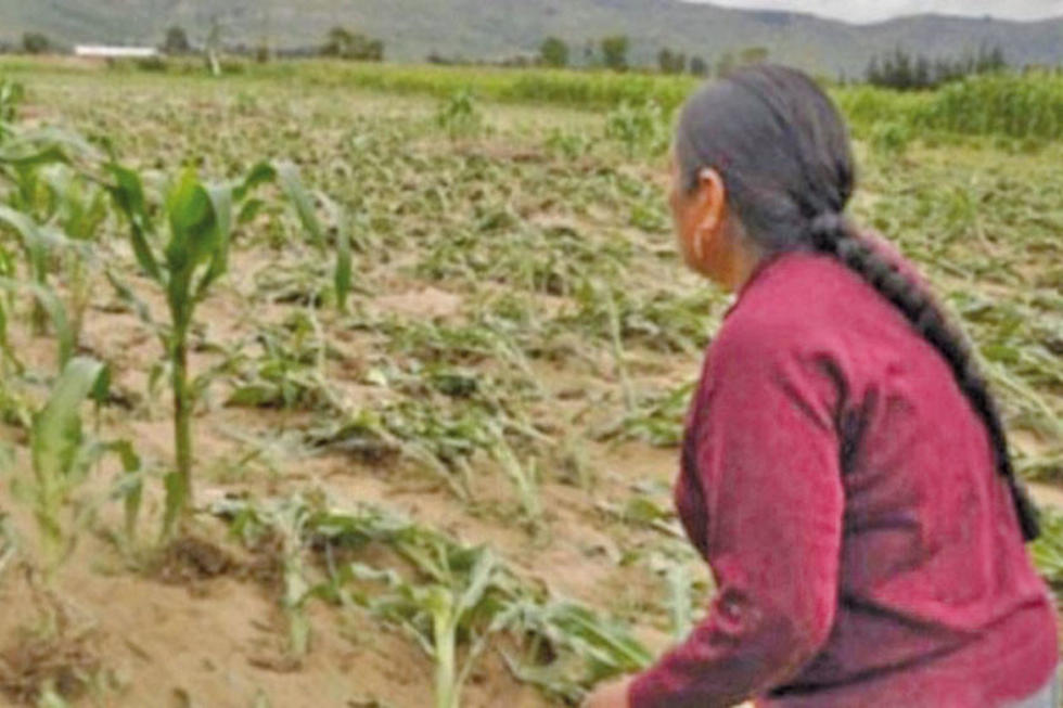 Técnicos evalúan efectos de las heladas en Potosí