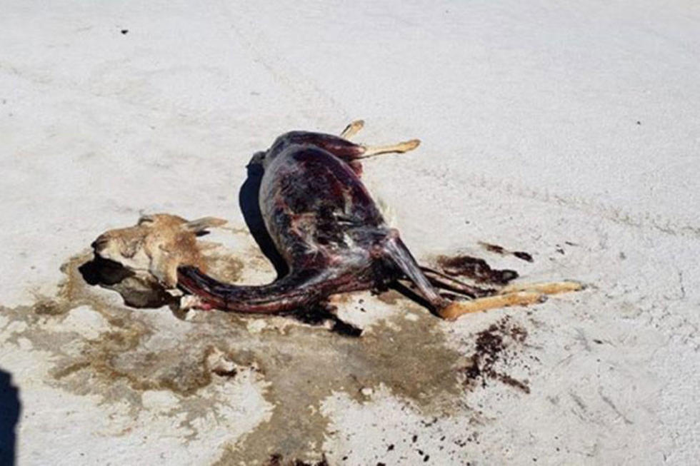 Comunarios en alerta para evitar la caza de vicuñas en el sudoeste