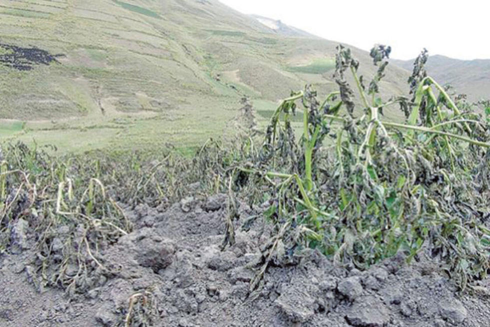 Heladas generan más daño a la producción agrícola