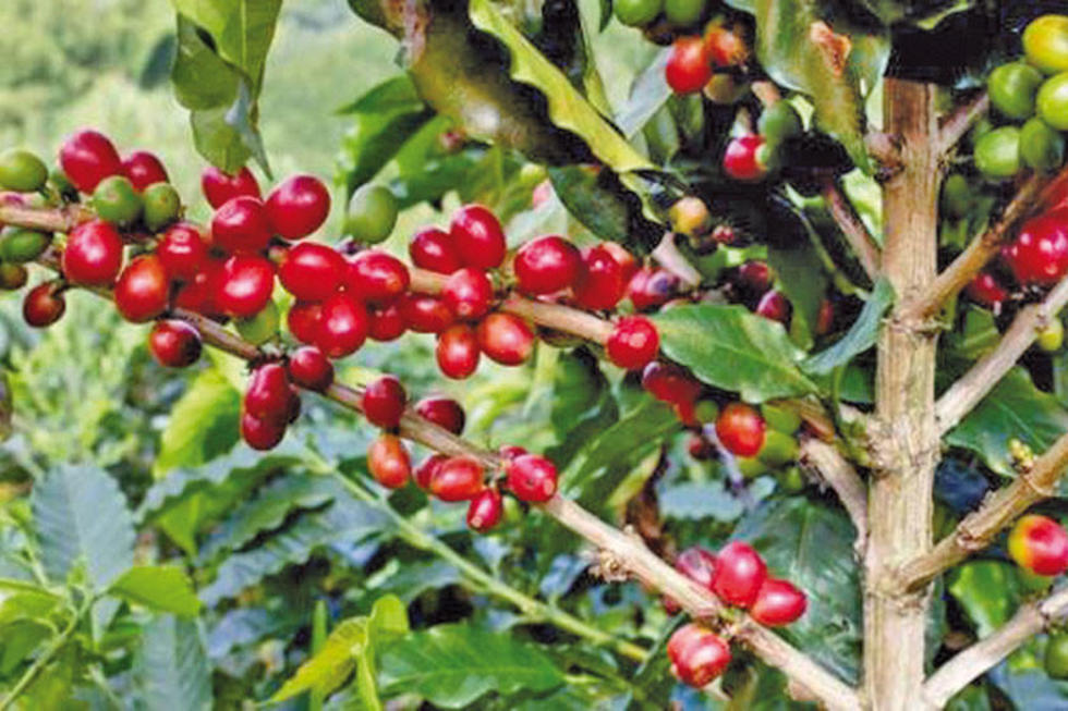 Cambio climático afecta a especies de café silvestre