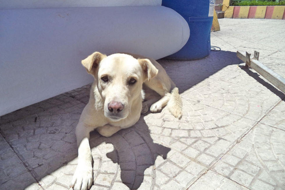 Reportan varios casos de mordeduras de perros a personas en el municipio
