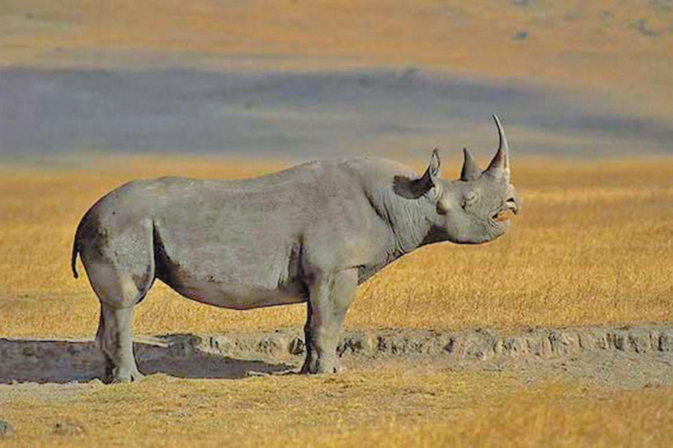 Reducen en 25 % la caza de rinoceronte en Sudáfrica