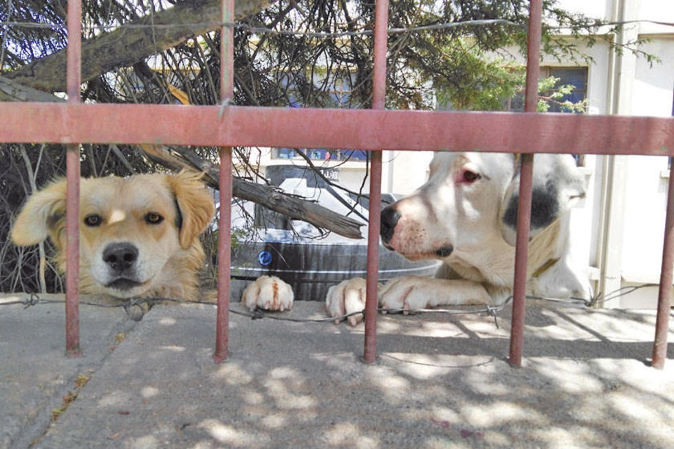 La Alcaldía esterilizará a perros y gatos todo el año gratuitamente