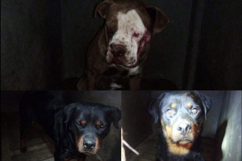 Mujer muere tras ser atacada por 3 perros de raza peligrosa 