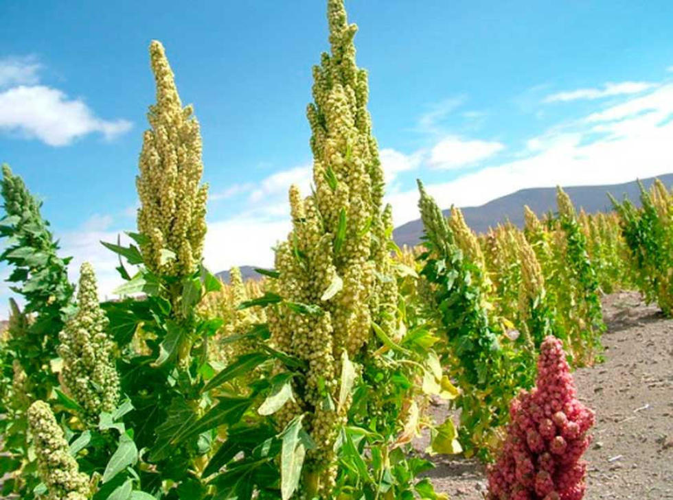 La quinua real de Bolivia busca su denominación de origen ante el mundo