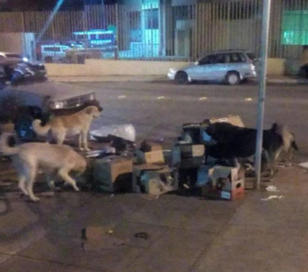 Piden controlar la población de canes vagabundos