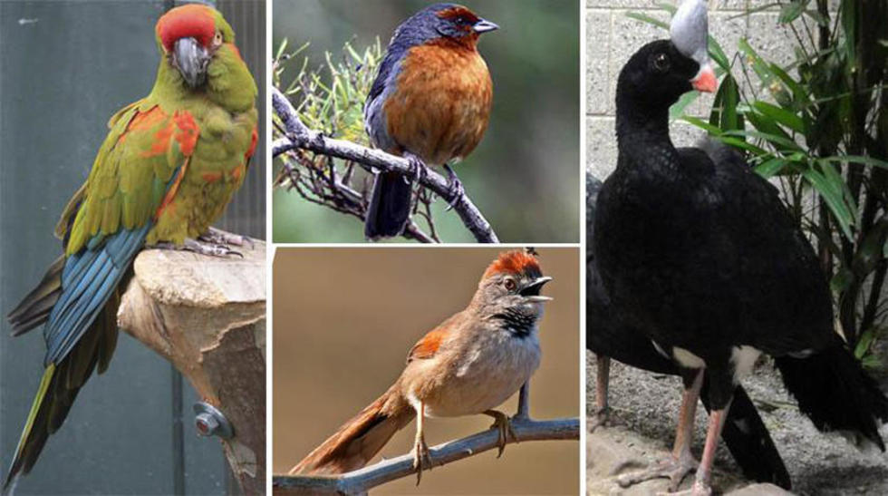 Bolivia está en el quinto lugar en variedad de aves 