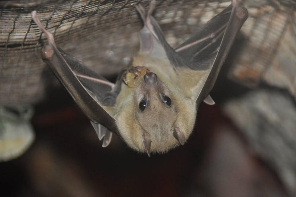 El murciélago hembra ofrece sexo a cambio de comida 