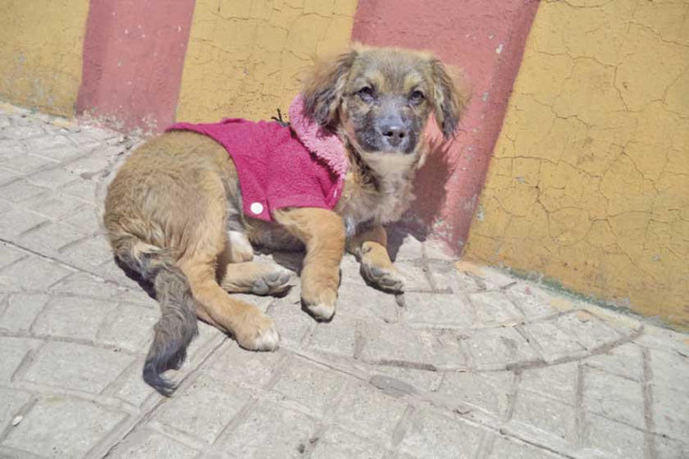 Este 10 de junio se vacunará a los cachorros en el municipio de Potosí