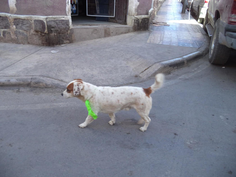 Continuarán vacunando a cachorros en el municipio