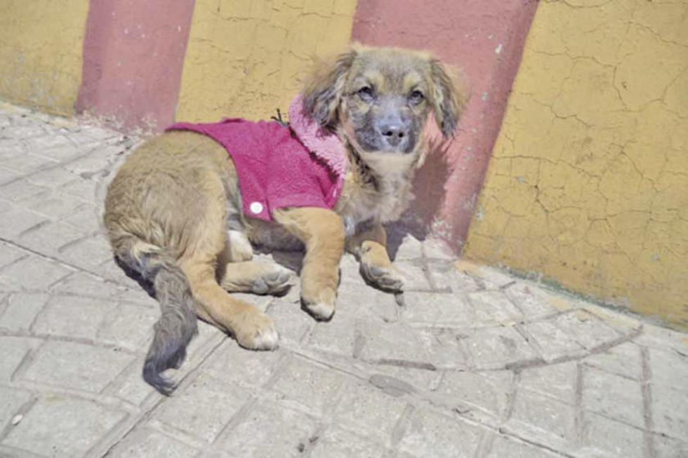 Vacunación a cachorros llegó al 80 por ciento en el municipio de Potosí