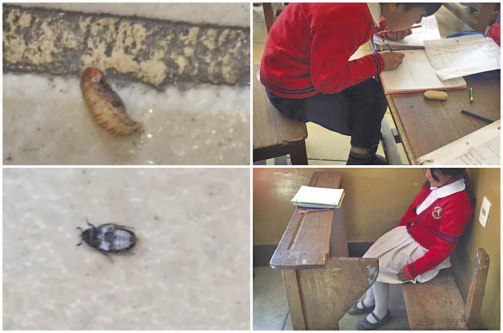 Hallan bichos en escuela y mobiliario en mal estado