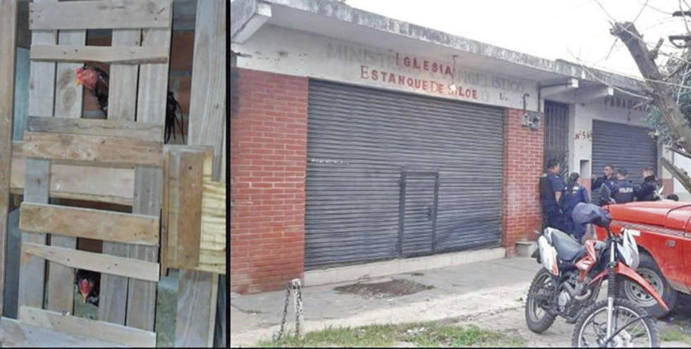 Argentina: arrestan a un boliviano por organizar peleas de gallos