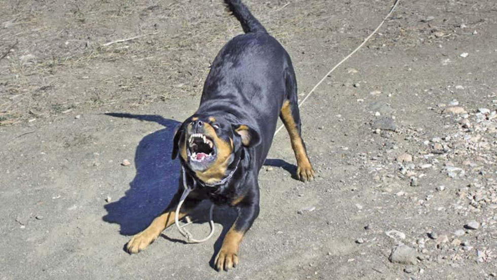 Capturan a canes peligrosos que mataron a otros animales
