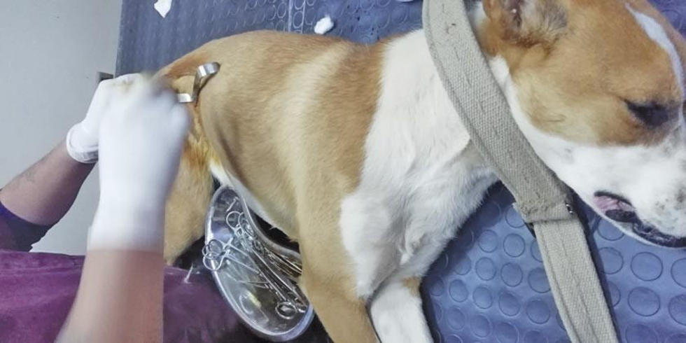 Cemzoo esterilizó en cinco meses a más de 750 canes