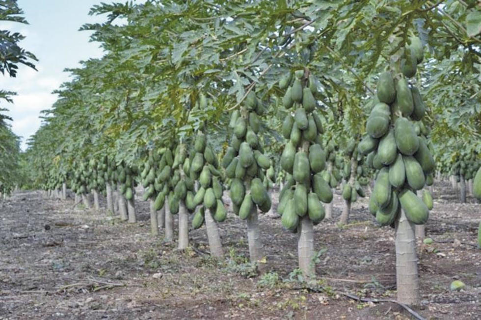 Toro Toro soporta cruda helada  y las más bajas temperaturas 