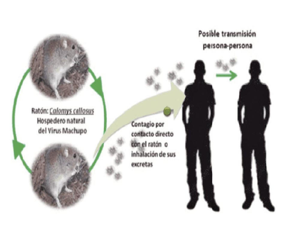 Buscan identificar vectores de la enfermedad del Arenavirus