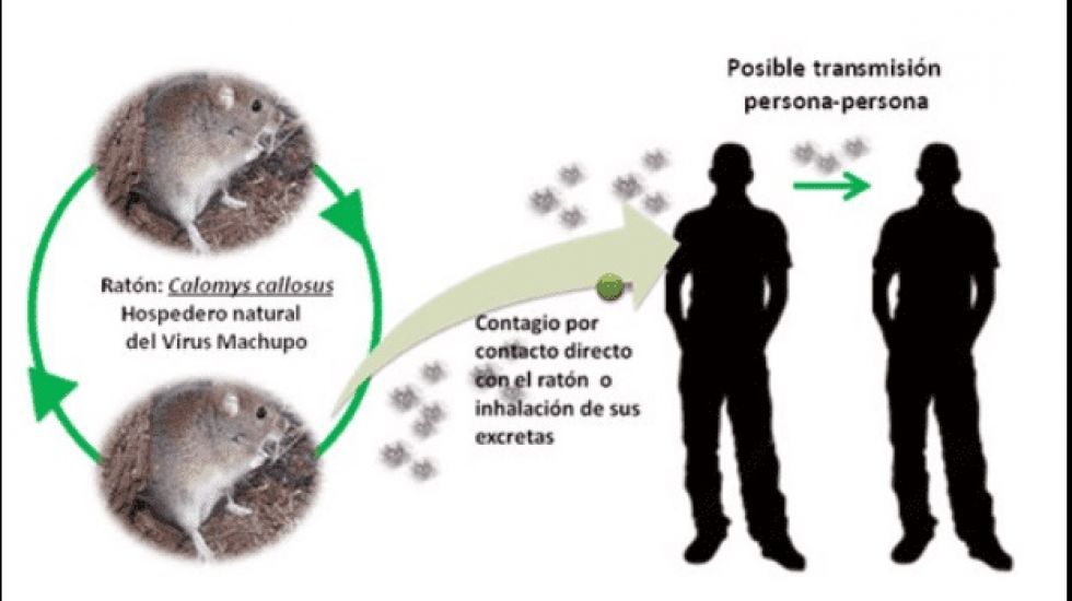 La OPS recuerda que el arenavirus es sumamente peligroso