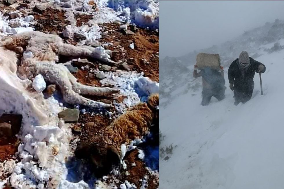 Cuatro municipios de Potosí están en emergencia por las nevadas