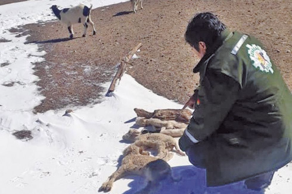El Senasag reporta 111 animales muertos en tres días de nevada