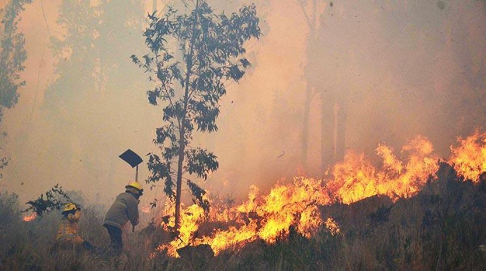 Incendios destruyeron cerca de 101 hectáreas de vegetación